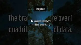 Deep Fact - BrainPills