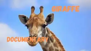 Giraffe Migration|Documentary|Testing A