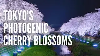 Top 5 Tokyo Cherry Blossom Spots for Photographers