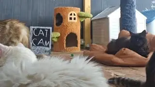 Live CAT CAM 🐾 Just Cats Being Cats