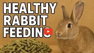 HEALTHY RABBIT FEEDING