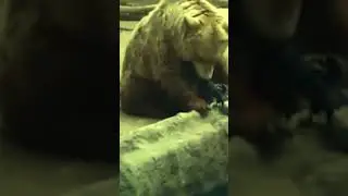 Bear saves Crow life - Rare footage #shortvideo #wildlife