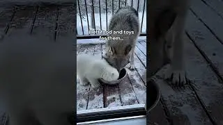 Man witness a wolf befriending a polar bear cub #wholesome #animals