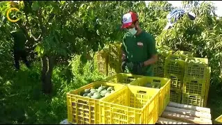 Recolección de aguacate con TROPS en Málaga