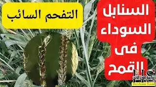 التفحم السائب /السنابل السوداء  فى القمح سبب ظهورها وهل لها علاج والحل ايه