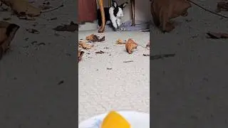 RABBIT WOULD NOT SURVIVE THE WILD