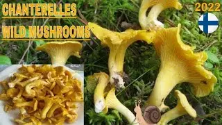 Picking chanterelles wild mushrooms! 1st time during summer of july 2022 🇫🇮