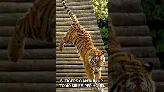 10 Useless Yet Interesting Facts of Tigers! #shorts