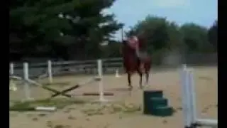 ALLWRECKDUP  foxhunter for sale