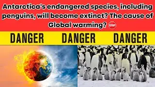 Climate Change SOS: Antarctica's Plight and the Future of Endangered Species
