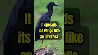 &ldquo;This Bird Uses Its Wings to Trap Fish!&rdquo; #information #facts #foryou #wildlife