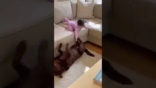💜 Baby Girl Crawls to Sofa Edge, and Her Best Friend Labrador&hellip; SLEEPS?! 🐕💤😱