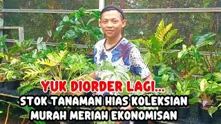 YUK DIORDER LAGI ‼️STOK TANAMAN HIAS KOLEKSIAN MURAH MERIAH EKONOMISAN