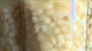 Episódio 43 Feijão 4:5 Sopa de Feijão branco  (com cogumelos e camarão)