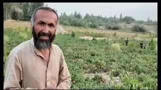 دهقانیکه با کشت نمودن بادنجان رومی در مساحت بیش از شش جریب زمین در ولسوالی بهارک ریکارد بست