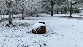Rottweilers Experiencing Snow for the First Time