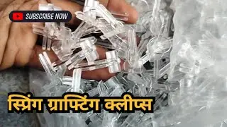 Spring Grafting Clips || Vegetable Grafting: Tomato and Brinjal