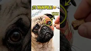&iexcl;Te est&aacute; MANIPULANDO! 🥺La CIENCIA confirma el secreto de sus OJOS #comportamientoanimal #shortvideo