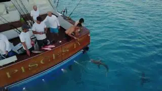 Anchoring with the sharks