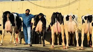 9 Cow 🐄 || Milk Capacity 50 Liter Each⭐️ || Price Avarage 2 Lakh💸🔥 || Hussain Dairy Farm