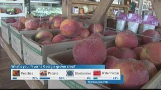 Georgia peach crop looking its best in years