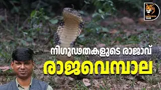 രാജവെമ്പാല: കൂടുതൽ അറിയാം; King cobra #davidrajutalks #wildlife #snake