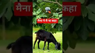 मैना ने मै ना कहा - कबीर दास #kabirdas #motivation #inspiration #doha #chaupai #devotional #bhakti