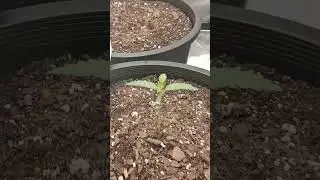 strawberry guava 1st week