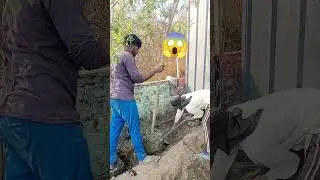 Mistake during transfer large tree 😥 #tree #treetrimming #treetraversal