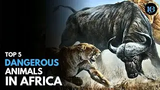 TOP 5 MOST DANGEROUS ANIMALS IN AFRICA.