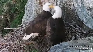 Two New Eagles 🦅🦅  Visit the Nest at Catalina Island's West End  Territory Explore.org 1-9-26