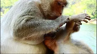 Mom Leyla Monkey Wildlife Was Gave Best Grooming And Sweet Milk For Adorable Baby Lucas