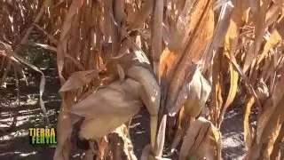 TERRA FÉRTIL Análisis para mejorar el rendimiento de maíz (23 de abril de 2016)