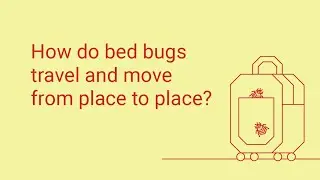 How Do Bed Bugs Travel?