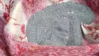 নতুন পদ্ধতিতে পেঁয়াজ চাষ