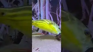 Zebra dog head, Amazing Fish, #Zebra #Fish #shorts 43