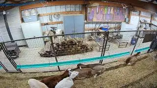 Goat Barn 5