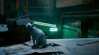 Jag klappar kitty cat. Cyberpunk 2077 S Nomad # 2