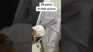 mi perro siempre activo #perros #mascotas #animalesgraciosos #comedia #fam&iacute;lia #seguridad #viral