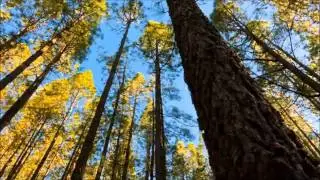 Carbon Based Lifeforms - Held Together By Gravity