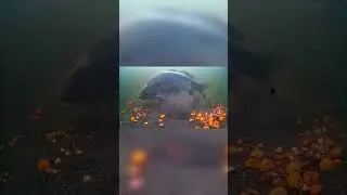 Ловля карпа на плавающие бойлы поп ап! Рыбалка с подводной камерой! #карпфишинг