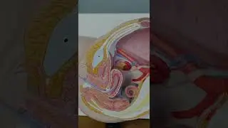 Diagnosis of Genital Tuberculosis: Key Steps and Tests | ART Fertility Clinics