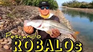 PESCA DE ROBALOS | ROBALOS Y CHUCUMITES | PESCA CON GOMAS 🐟🎣