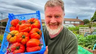 Grafted Tomatoes  - Not The Best Results If I&rsquo;m Honest