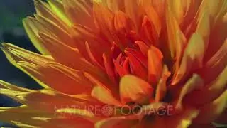 Timelapse Of Flower Petals Opening And Closing