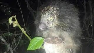 Coendou spinosus