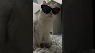 Jonkalarim toycholarim😅💋| #azikboom #cat #cats #tiktok #funny #najimshorts #najim