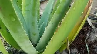 Start your home Garden revamp acerola aloe papaya nopales Caribbean Barbados