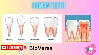 #HumanTeeth: Types, Structure, and Functions | 3D Animation | #Humanteeth #anatomy #dental #scienc