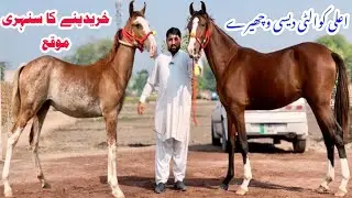 Beautiful Local Desi Baby Horse For Sale | Pakistani Local Horse Breed | Desi Colt For Sale
